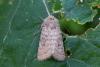 Hoplodrina sp.